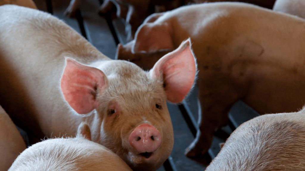 Ubój świń na własny użytek – jak przeprowadzić go legalnie