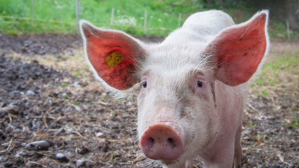Jak zapobiegać chorobie obrzękowej u świń Wszystko, co musisz wiedzieć o obrzękówce